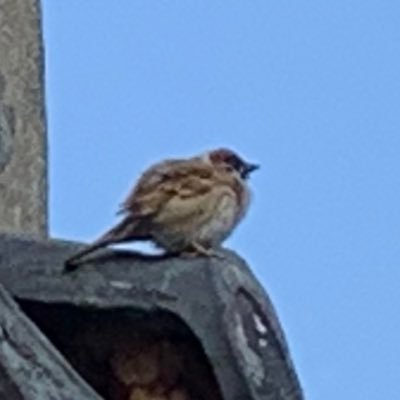 winterlacoon01's profile picture. 