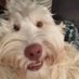 Jakebarkin (@jakebarkin) Twitter profile photo Jakebarkin (@jakebarkin) Twitter profile photo