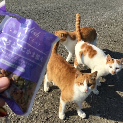 SavaKing38's profile picture. くぁぁぁああああ！ たまに占いもやります。 鯖➡︎おこじょ➡︎渡部篤郎 かかってこいよ(渋い声➡︎食物繊維➡︎桃色吐息➡︎暗号化➡︎千葉➡︎オムライス➡︎韮崎のおじいちゃん➡︎ゴルファー➡︎プロパンガス➡︎アヒルのペン立て➡︎縦➡︎さば➡︎メレブ