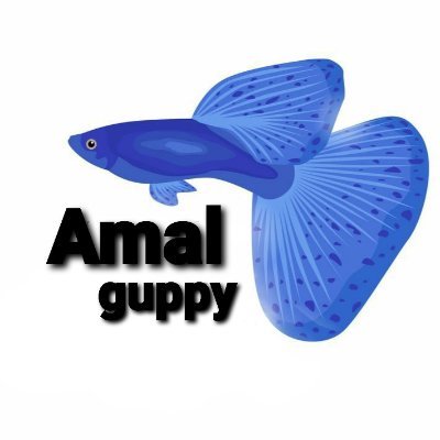 All guppy and betta's