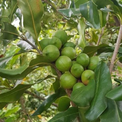 Muhanga Macadamia Plants Ltd.  is an agribusiness company and a research development centre specialised in Macadamia nursery and nuts selling.