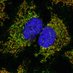 Nolwenn Jouvenet Lab (@lab_jouvenet) Twitter profile photo Nolwenn Jouvenet Lab (@lab_jouvenet) Twitter profile photo