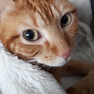 MmeEllie's profile picture. Prof d'anglais en collège, maman et écrivaine.