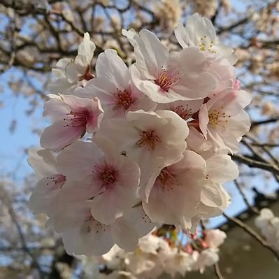 名探偵コナン　桃木月華 名探偵コナン Chase!(追跡)シリーズ クリアファイル - 株式会社