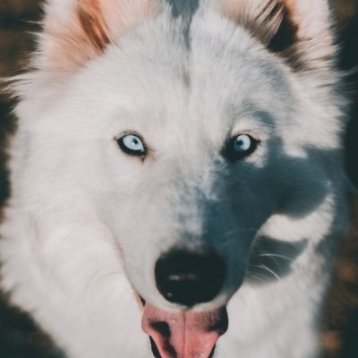 QuantumDog1's profile picture. Not Today, Satan