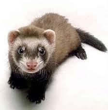 I'm Rachel's ferret, Mr. Nibbles. If you hold me the wrong way, I will bite. I love Rachel, but I'm always in my cage. :(