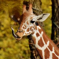 Giraffeter (rhymes with laughter)(@giraffeter) 's Twitter Profile Photo