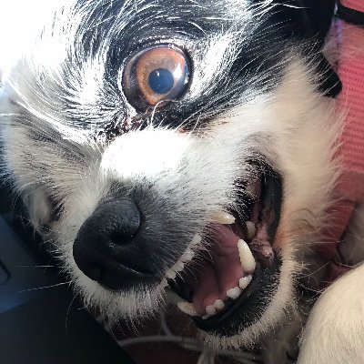 puppyinagang's profile picture. Times 2006 person of the year