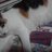 猫好き(脱原発に一票)のアイコン