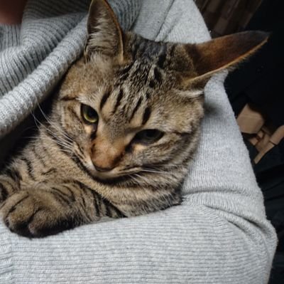 kumasantime's profile picture. V-St250→SV650で近場をぼちぼち☺️ 
浜田省吾、サンフレッチェ広島🐻好き😀  
大の猫嫌いから溺♥️愛猫イヴ、新入り兄妹ヴァン、ヴェール 、トリプルキジトラの父