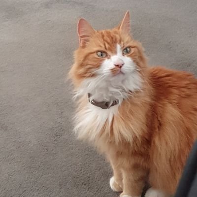 Every1Sam's profile picture. Nothing beats a gaming sesh! Feel free to follow me on Twitch Every1NeedsaSam! Where I regularly stream games I love to play and hope you enjoy too!