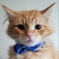 I am not a cat(@aspenmgy) 's Twitter Profile Photo