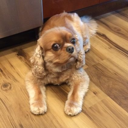 Aaronsaulgood's profile picture. LvStrip degenerate/sports/poker/ will laugh at own jokes