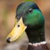 Duck (@theduckp0nd) Twitter profile photo Duck (@theduckp0nd) Twitter profile photo