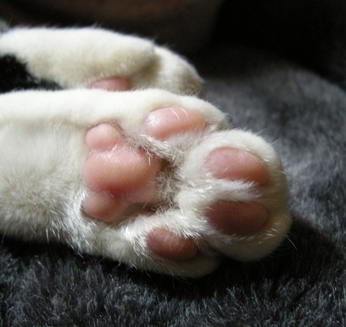 ImperialTopaz_'s profile picture. 