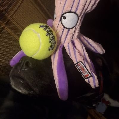 MrRandallTheDog Profile Picture