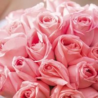 Resplendent Rose (@resplendentrosy) 's Twitter Profile