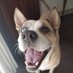 Dante The dog๐๐๐๐๐๐ณ๐๐๐๐ฝ๐๐๐ฆ๐ฌ๐ช (@dantethedog3) Twitter profile photo Dante The dog๐๐๐๐๐๐ณ๐๐๐๐ฝ๐๐๐ฆ๐ฌ๐ช (@dantethedog3) Twitter profile photo