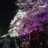 FROST1012's profile image