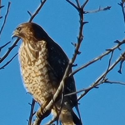 LynneL64807136's profile picture. Retired for a living.  Work for bingo