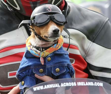 Dubliner in Brussels. Beagle owner.