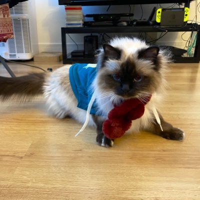 Hi there! My name's Gummy (but dad calls me Moppy), I'm a 5 years old Birman kitten from Paris. I love cuddles, being groomed and chasing feathers!