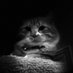 Belali (@belaliluv) Twitter profile photo Belali (@belaliluv) Twitter profile photo
