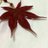 anadromous_acer