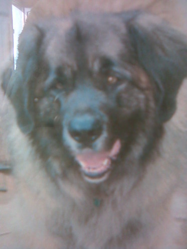 sheyna123's profile picture. Used to have an animals sanctuary but due to ill-health now only have 3 dogs ).Addicted to card making and sell cards for charity.