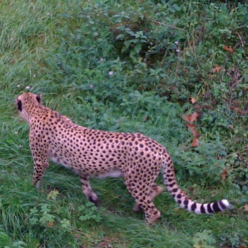 hunt_africa's profile picture. booking agent hunting/ jagdreisenvermittlung