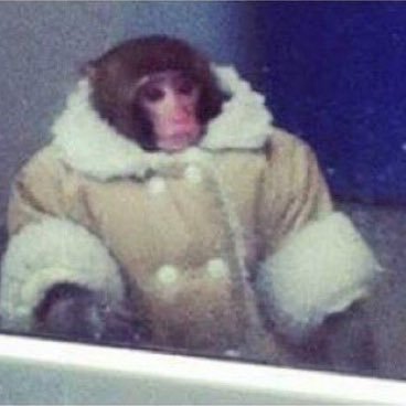 mrbibbamos's profile picture. monke revolution