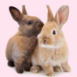 ヴィーガン用アカウントでしたが、しばらく真実の情報収集に徹します🐇