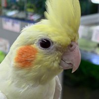 オリンピック高井戸店アクアコーナー (@ap_takaido) 's Twitter Profile