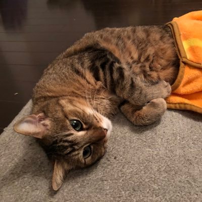 派遣メインでSESの営業をしています よろしくお願いします! SESやエンジニアの方をフォローしております🥺
受託開発が6割ほど、SESでの営業や募集が3〜4割ほどです🙂
まずは打ち合わせからお願いします!
🐈🐈派遣のこと書いて返信すると大半無視されるので、読んでない方・派遣免許がない会社さんは無視します・・