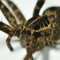 Leonardo S. Fujita (@leonardohuntman) 's Twitter Profile Photo