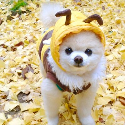 ヨーコ 今日美容院で見たanecanに 開運待ち受けランキング が 人気の美輪明宏さんや伊勢神宮 をおさえてno 1はモデルのミランダ カーの待ち受け 劇的にキレイになれると話題だとか さっそく待ち受けにしてみました V