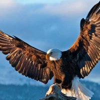 こーへい (@prosupi_china) Twitter profile photo