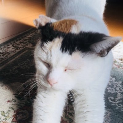 橙武者（だいだいむしゃ）失業中さんのプロフィール画像