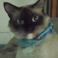 My Cat Blue(@Kimberly_FedUp) 's Twitter Profileg