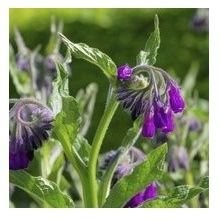 AffodogandjiI's profile picture. les plantes et guérison