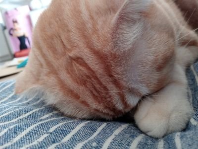 猫と甘い物があれば生きていける Ybkfm58sphdtain Twitter 猫と甘い物があれば生きていける Ybkfm58sphdtain Twitter