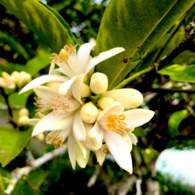 angelica_nog's profile picture. #Ubuntu