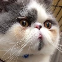 ぬこにゃん (@exoticscottish) 's Twitter Profile
