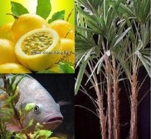 Empresa no segmento do agronegócio, dentre os quais Maracujá, Aquicultura, produção e industrialização de Palmito dentre outros futuros segmentos