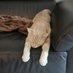 El Gato 🐈🐱 (@alexan_gato) Twitter profile photo El Gato 🐈🐱 (@alexan_gato) Twitter profile photo