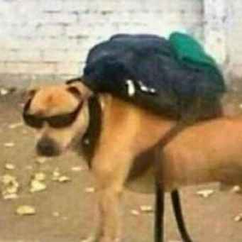 Macos131's profile picture. čus