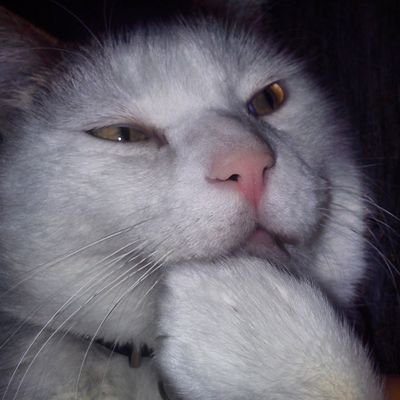 Necora_Brava's profile picture. viva o licor café 😺