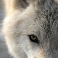 BigBadWolf (@thehowlingmad) 's Twitter Profile