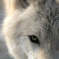 BigBadWolf(@thehowlingmad) 's Twitter Profile Photo