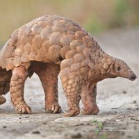Pangolin Chad (@chadpangolin) 's Twitter Profile